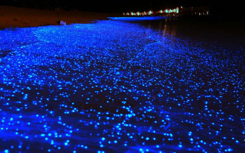 The Sea of Stars in the Maldives